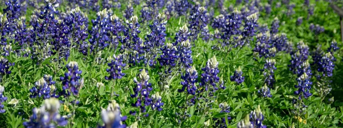 Bluebonnet Bliss Bakery banner